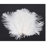 50 x White Ostrich Feathers (15-20 CM)