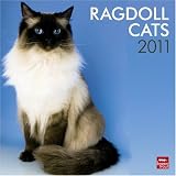 Ragdoll Cats 2011 Square 12X12 Wall Calendar (Multilingual Edition)