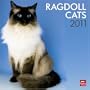 Ragdoll Cats 2011 Square 12X12 Wall Calendar (Multilingual Edition)