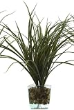 516LoN5spCL. SL160  1 lot of 2 Artificial Outdoor Indoor Potted 3 foot 6 inch Boxwood Ball Topiary Trees with real natural wood trunk