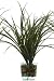 Grass In Triangle Glass Vase Set Of 3