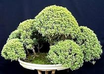 Greek Myrtle 10 Seeds - Myrtus communis - Herb - Bonsai