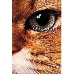 Histoires de chats