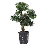 3 ft Artificial Japanese Ficus Bonsai Tree