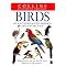 Birds (South America - Southern)