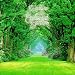 In the Enchanted Garden