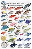 Fish Identification Cards - Reef Fish Cayman Islands - 5 x 7