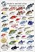 Fish Identification Cards - Reef Fish Cayman Islands - 9 x 6