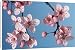 Canvas Prints of Bush cherry / Japanese almond cherry / Japanese bush cherry from Ardea Wildlife Pets