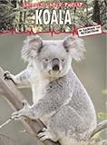 Koala : in danger of extinction