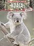 Koala  (Animals Under Threat)