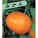 極早生　上野温州みかん　(苗木)