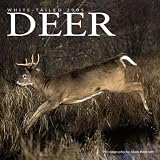 White-tailed Deer 2005 Calendar