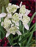 �󏭁I���d�炫�X�m�[�h���b�v�Q��