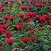Monarda Didyma Red Shades - 250 Seeds Monarda Didyma Red Shades - 250 Seeds