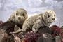 Plush Harbor Seal Puppet 19"