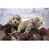 Plush Harbor Seal Puppet 19"