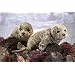 Plush Harbor Seal Puppet 19"