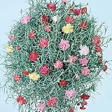 Carnation Seeds - Carnation Clove Drops Seeds