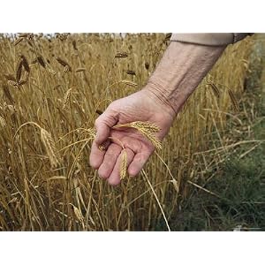 Hand Holding Ripening Milo, Which is Used for Poultry Feed Artists Photographic Poster Print, 18x24