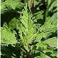 BUY : Organic Epazote - 100 Seeds - Traditional/Medicinal