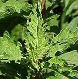 Organic Mexican Epazote 50 Seeds - Herb