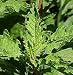 Outdoor Living : Organic Mexican Epazote 50 Seeds - Herb