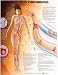 Deep Vein Thrombosis Anatomical Chart
