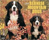 Just Bernese Mountain Dog 2009 Calendar From Willow Creek