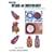 di Fiore's Atlas of Histology with Functional Correlations