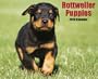 Rottweiler Puppies Calendar