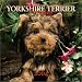 Book Yorkshire Terrier Puppies 2004 Mini Calendar