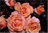 Review World of Roses  / Just Joey