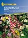 Schattenblumen Mischung ein- und mehrjährig