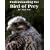 Understanding the Bird of Prey