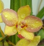 Penang Beauty Philippine Orchid Plant - Spathoglottis