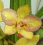 Penang Beauty Philippine Orchid Plant - Spathoglottis