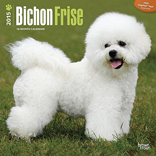 Bichon Frise 2015 Wall Calendar