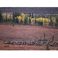 Reindeer Migration Across Tundra, Kobuk Valley National Park, Alaska, USA, North America Photographic Poster Print by Staffan Widstrand, 12x9