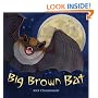 Big Brown Bat
