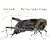 The Very Quiet Cricket