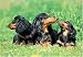   - 300 Piece Longhair Dachshund Jigsaw Puzzle
