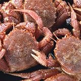 【かなはし水産】【訳あり】活毛蟹（折）2Kg詰（北海道産）（送料無料）