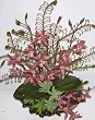 Orchid, Fern & Succulent Arrangement