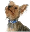 Designer Leather Dog Collar - Soho Retro Cobalt Blue / Silver Stars - Medium