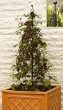 HAXNICKS CONTAINER MAYPOLE