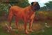 Art Poster, English Mastiff Champion - 27.5 x 18.75