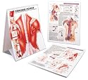 Trigger Points: Understanding Myofascial Pain and Discomfort