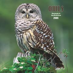 Owls 2008: Wall