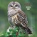 Owls 2008 Square Wall Calendar